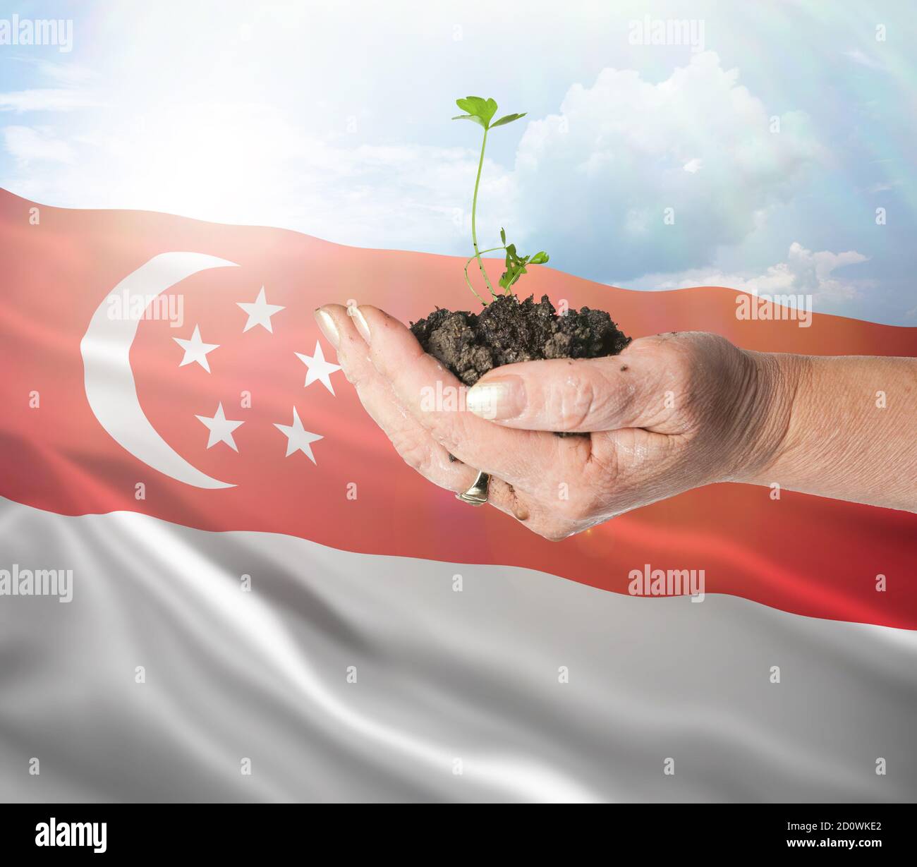 Singapore growth and new beginning. Green renewable energy and ecology concept. Hand holding young plant. Stock Photo