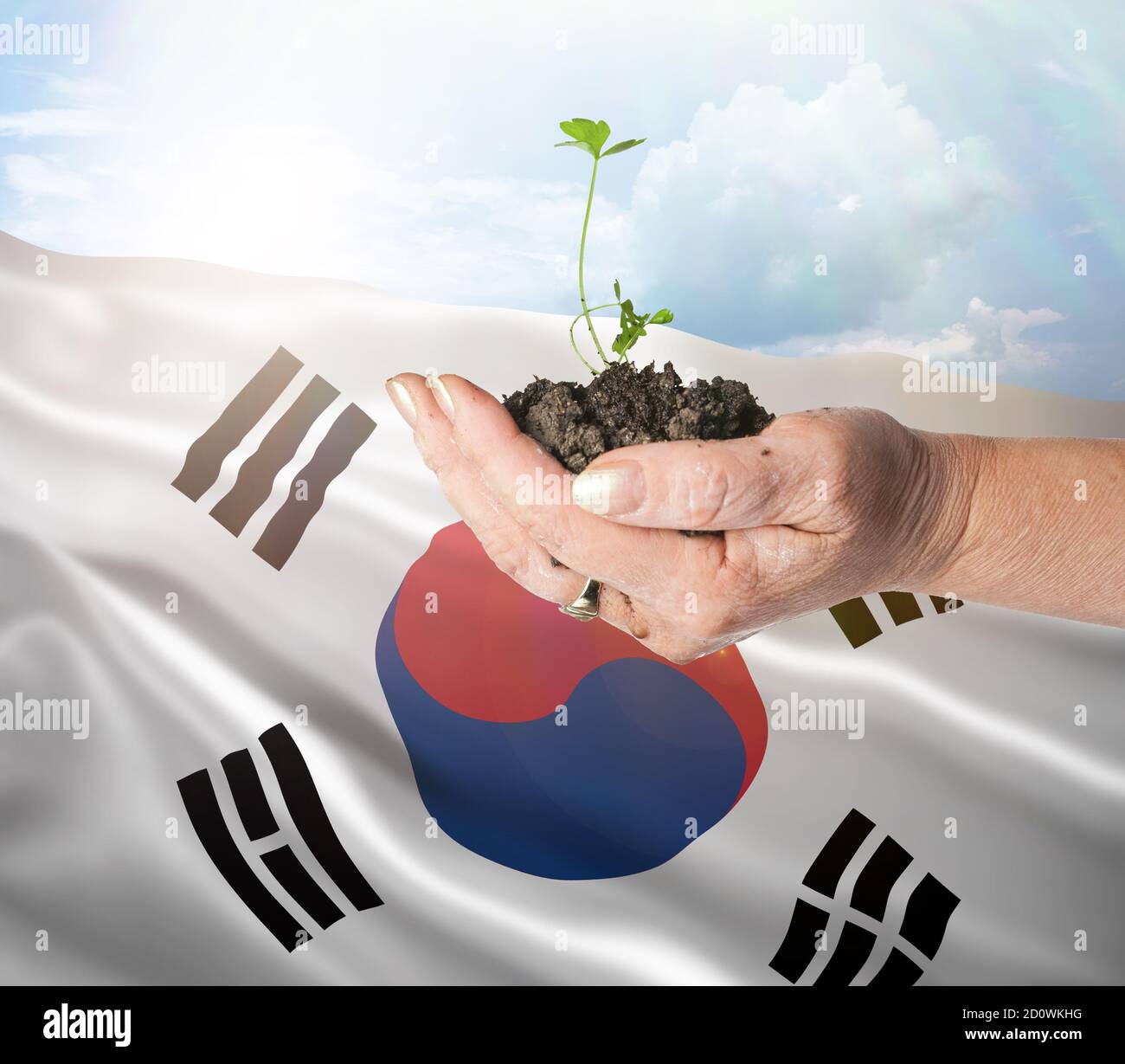 South Korea growth and new beginning. Green renewable energy and ecology concept. Hand holding young plant. Stock Photo