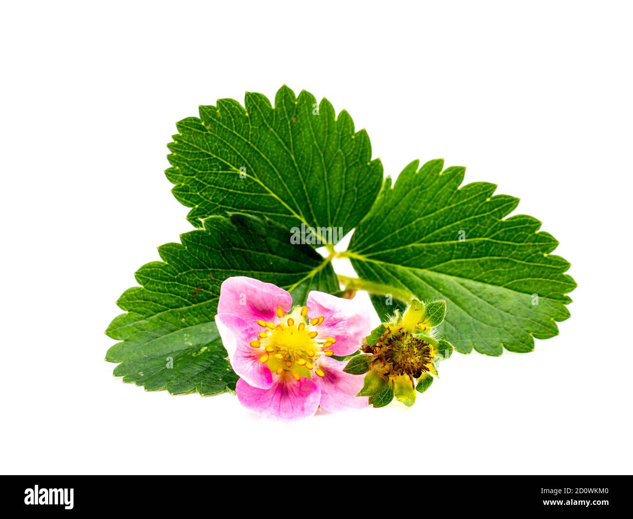 Pink blooming strawberry isolated white background Stock Photo - Alamy