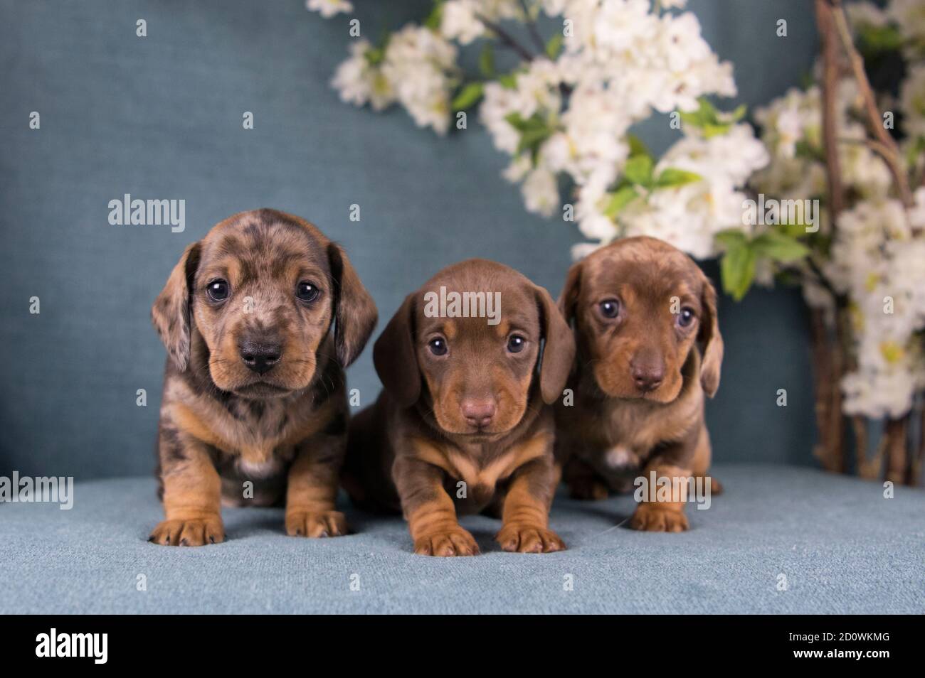 Page 3 Dachshund Dog Flowers High Resolution Stock Photography And Images Alamy