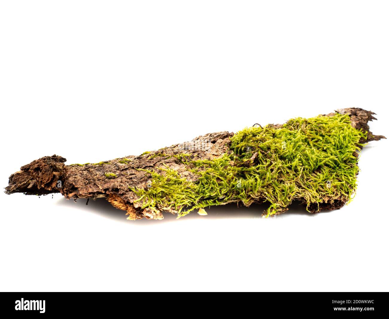 Bark with moss isolated on white background Stock Photo