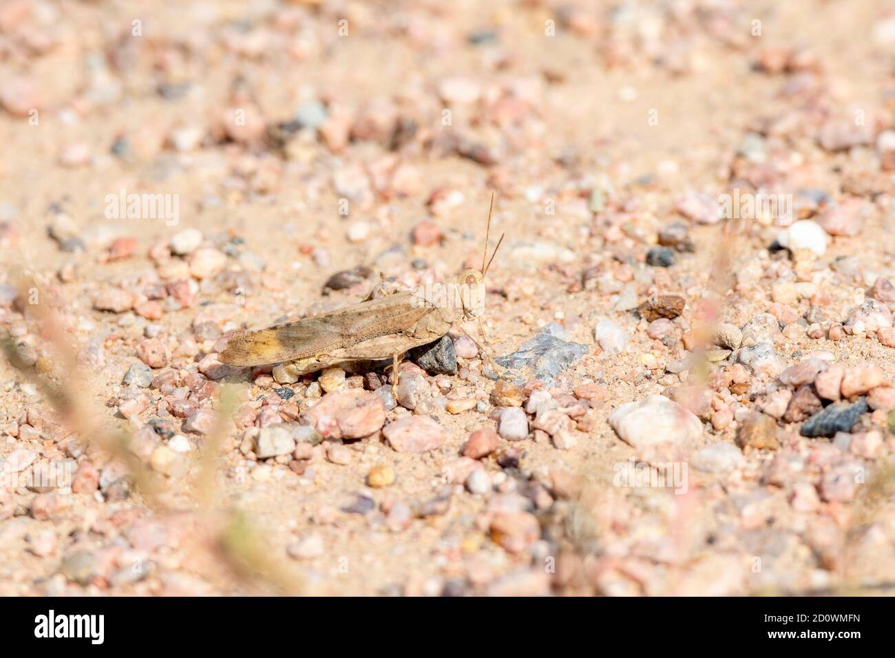 Carolina Grasshopper (Dissosteira carolina) on the Ground in Colorado Stock Photo