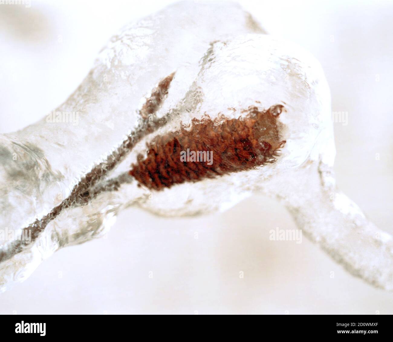 After an Overnight Ice Storm a Small Pine Cone is Encapsulated in Ice in the Shenandoah National Park in Virginia Stock Photo