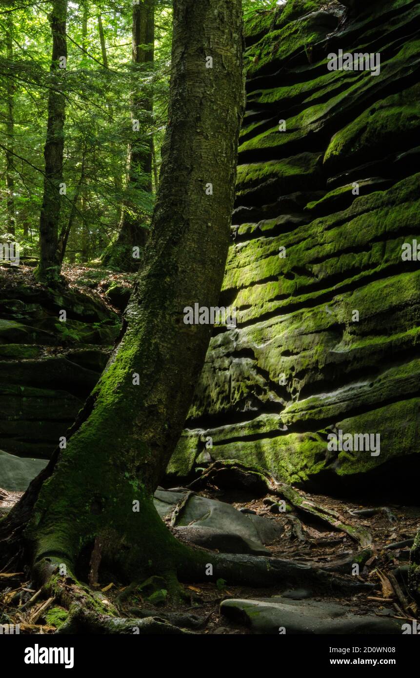 Study of Moss Covered Tree as Viewed from in front of part of The Ledges in the Cuyahoga Valley National Park Stock Photo