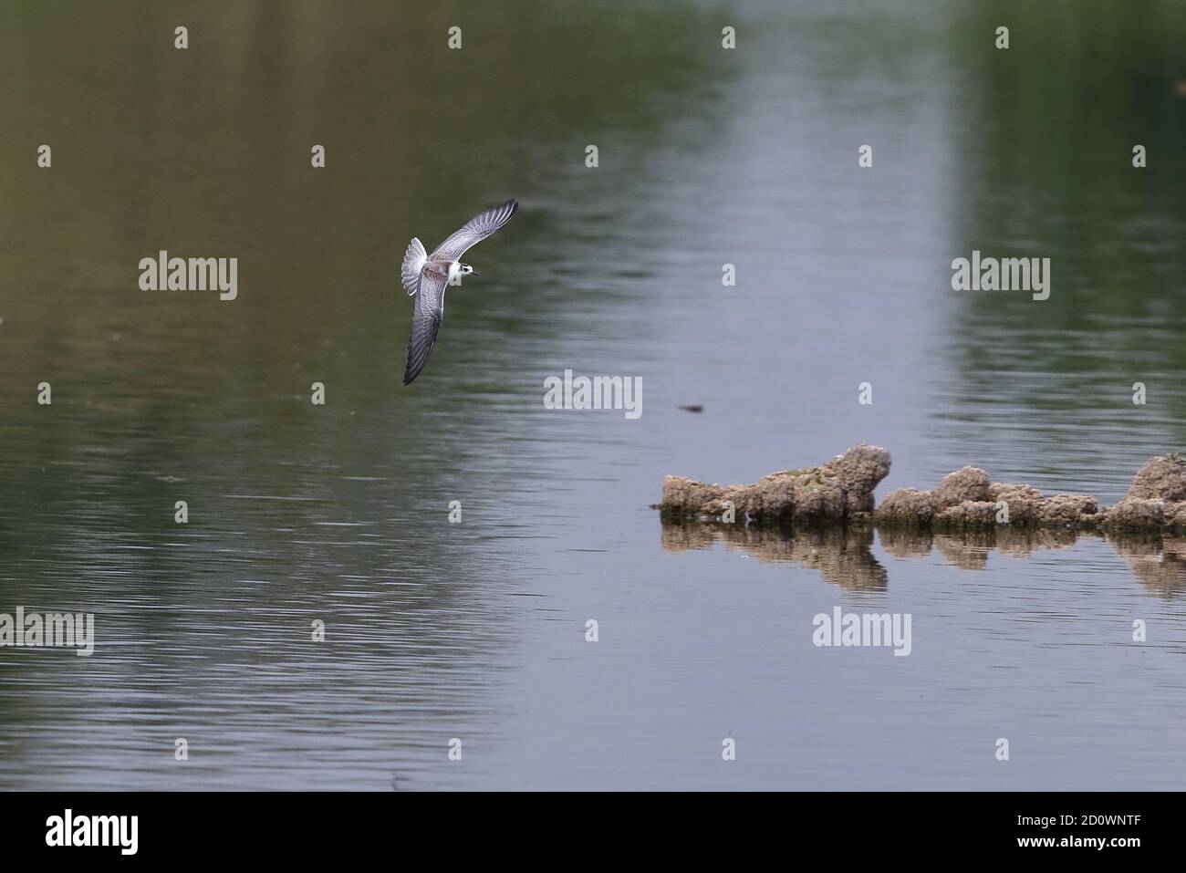 Juvenile White Winged Tern around pools at Cantley Stock Photo