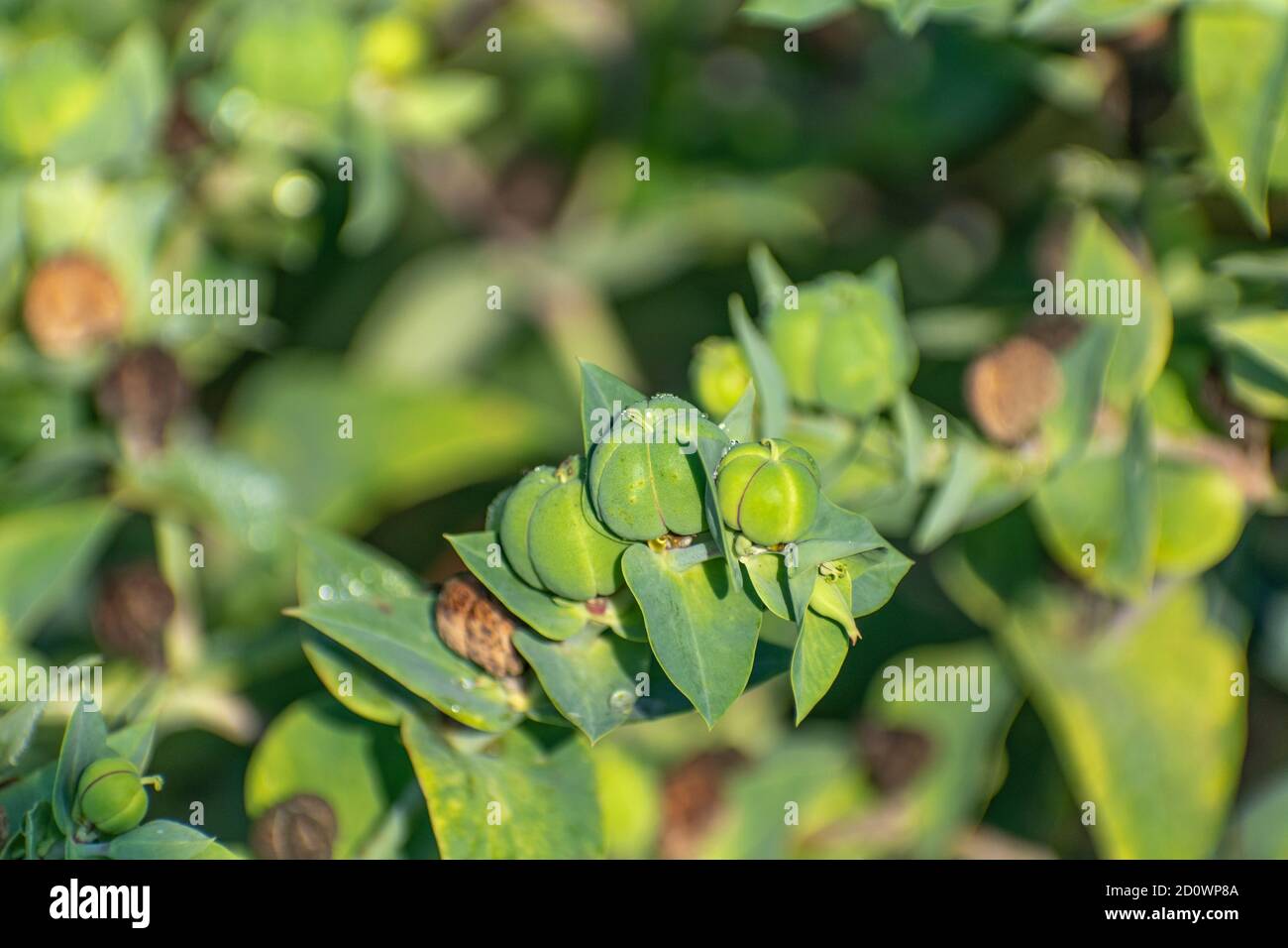 Gopher spurge with fruits, close up of Euphorbia lathyris fruitage in the garden Stock Photo
