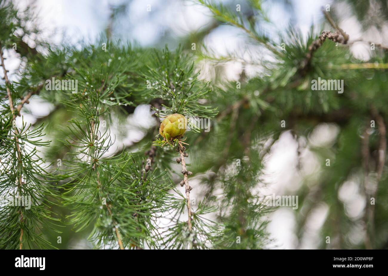 Spring Cone Tree Young cones on the tree in spring Stock Photo - Alamy