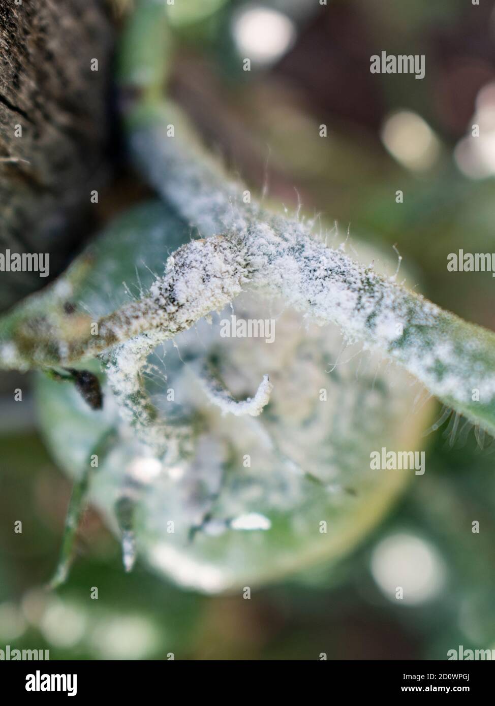 Close up of tomato powdery mildew,  Erysiphe lycopersici Stock Photo