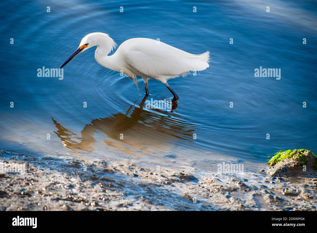 Pure White Egrets are fascinating to watch. Stock Photo