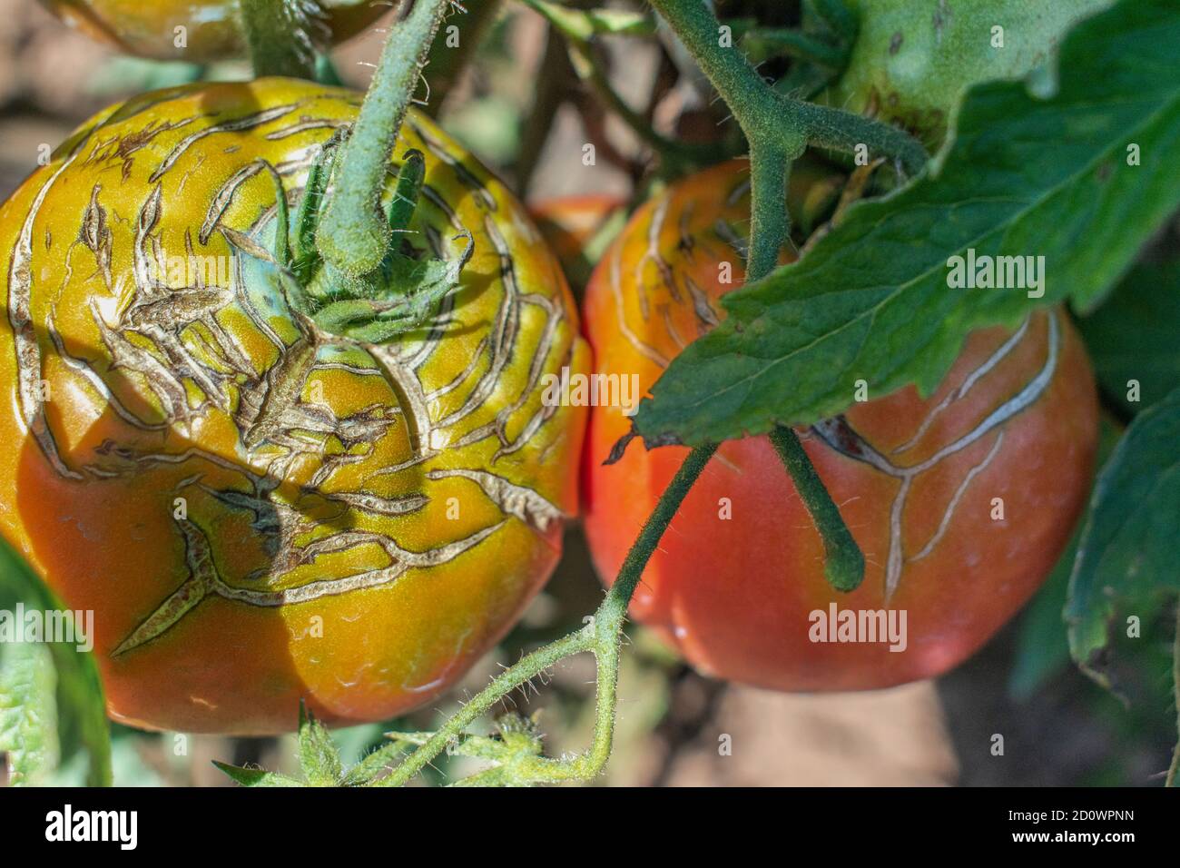 Tomato fruit splitting and cracking Stock Photo