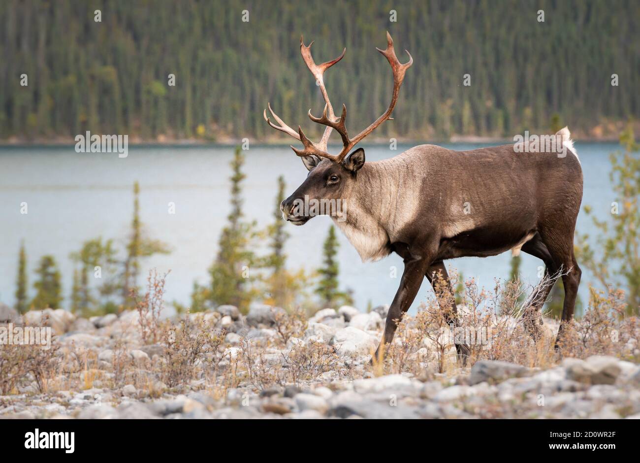 The endangered northern mountain caribou in British Columbia Stock