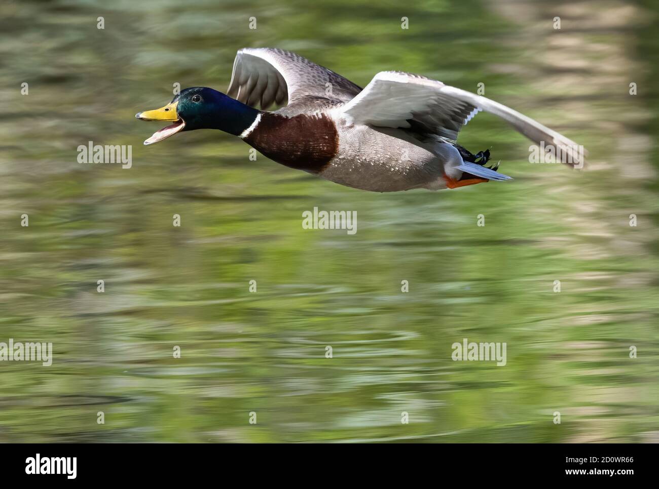 A flying and quacking Mallard duck approaching at very close range. Stock Photo
