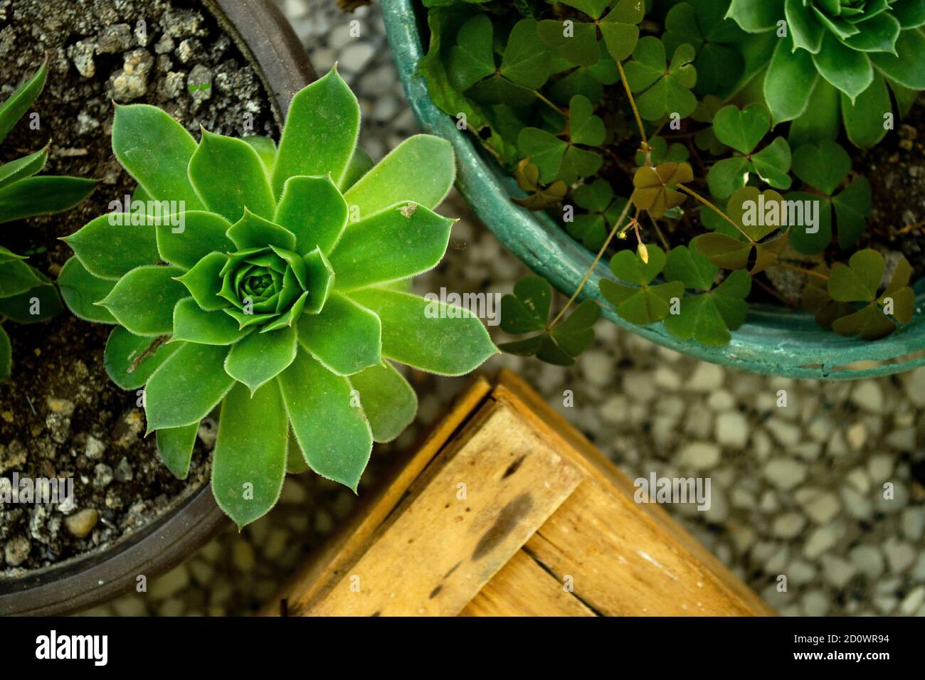 Common houseleek in pot, Sempervivum tectorum Stock Photo