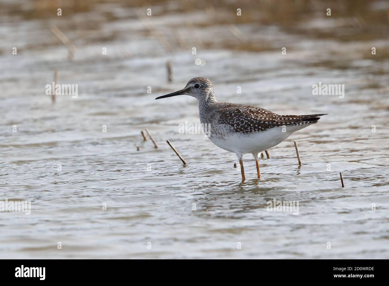 juvenile-lesser-yellowlegs-at-runham-norfolk-stock-photo-alamy