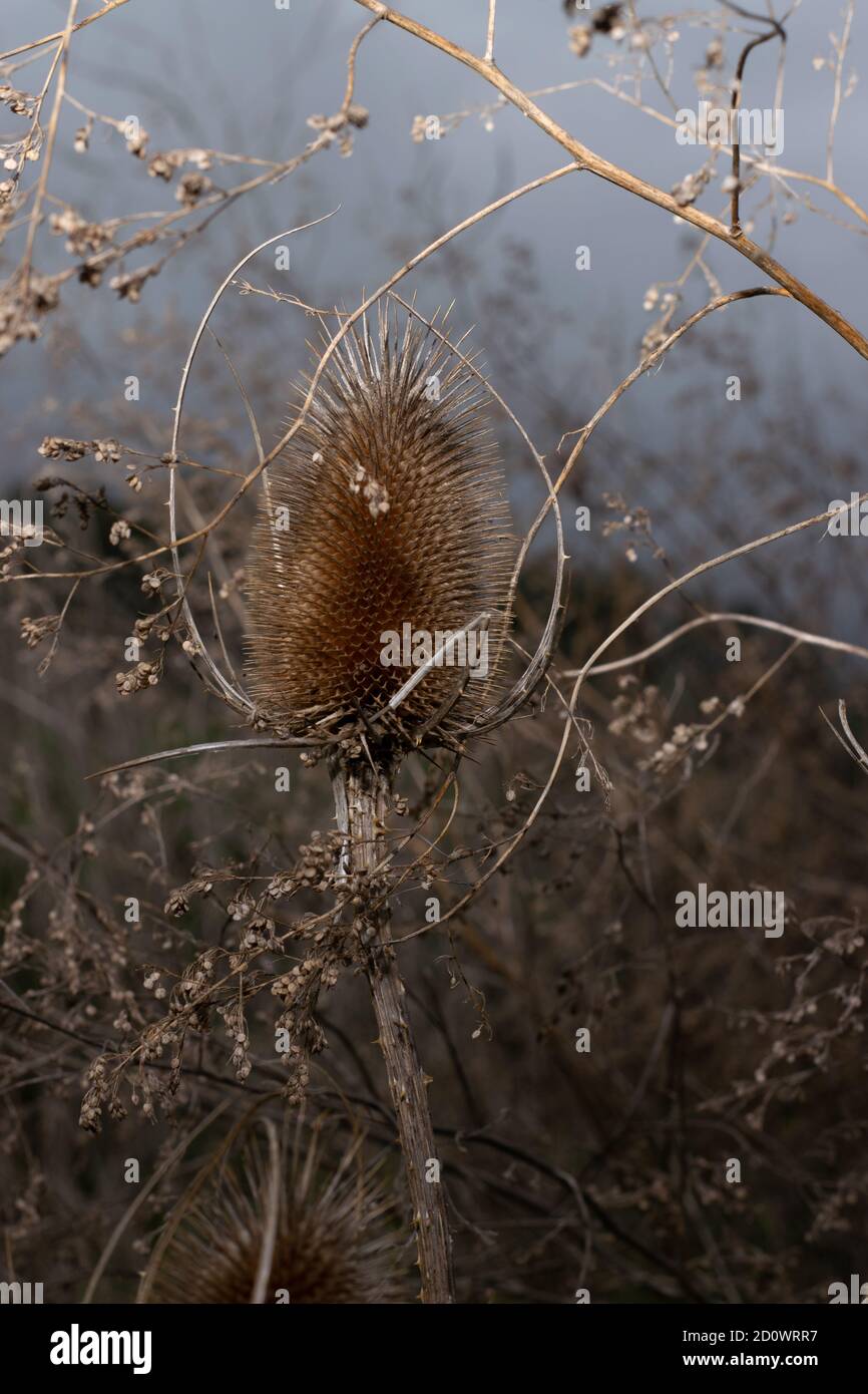Dry thorny stems and seed heads of Common teasels (Dipsacus fullonum aka Fuller's teasel or Dipsacus sativus) with a blurred dark background Stock Photo