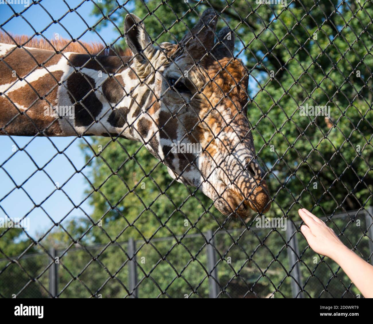 Giraffe at the zoo, behind the cage. Close up photography Stock Photo -  Alamy