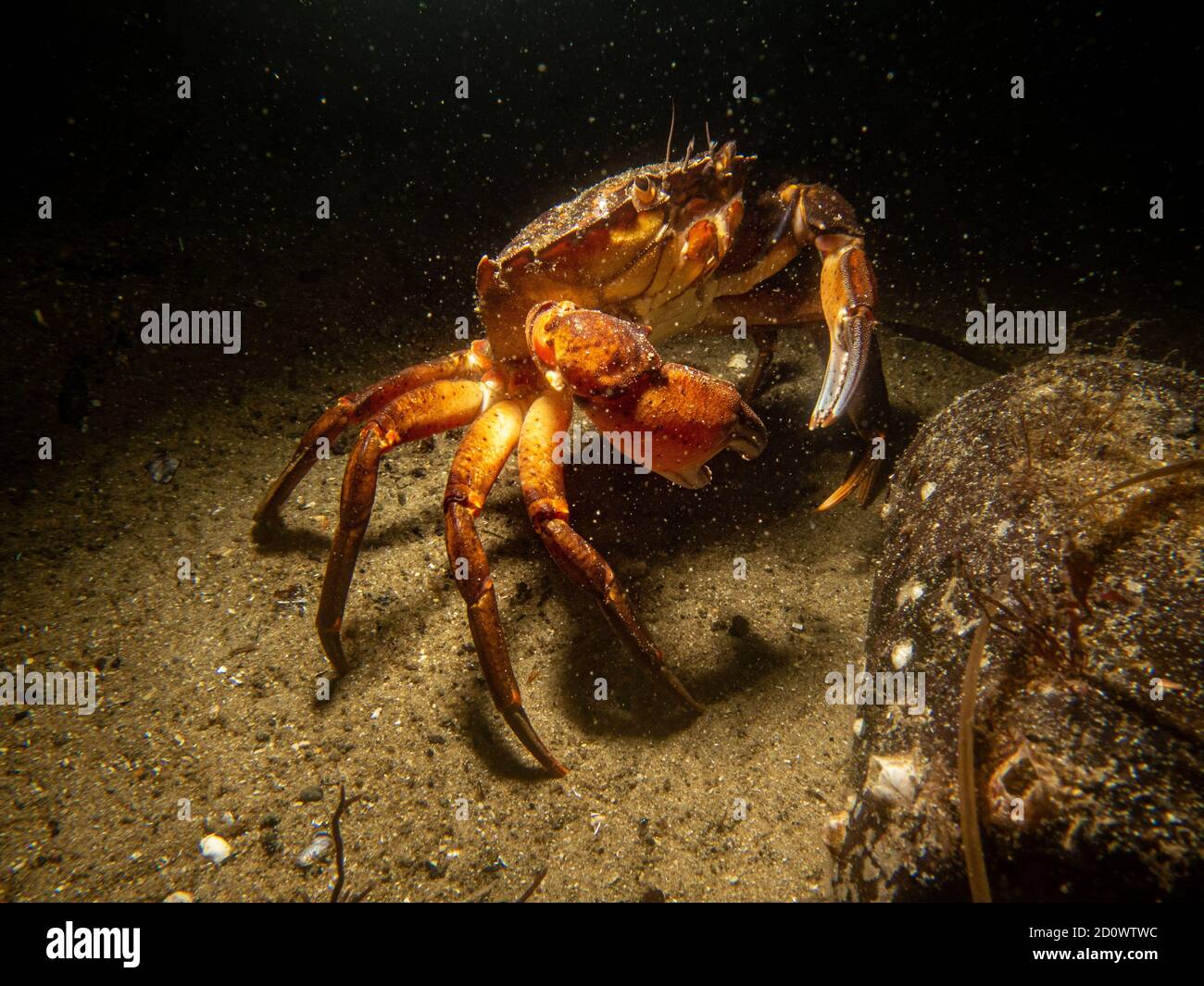 A closeup underwater picture of a crab and a bottle. Picture from Oresund, Malmo in southern Sweden. Stock Photo