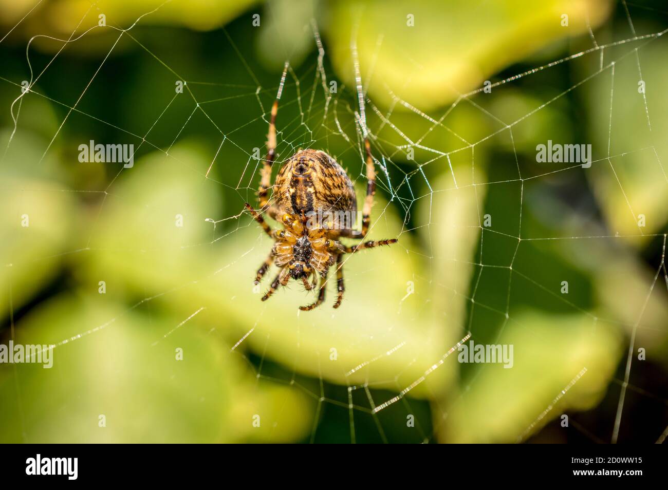 Garden Spider on web Stock Photo - Alamy