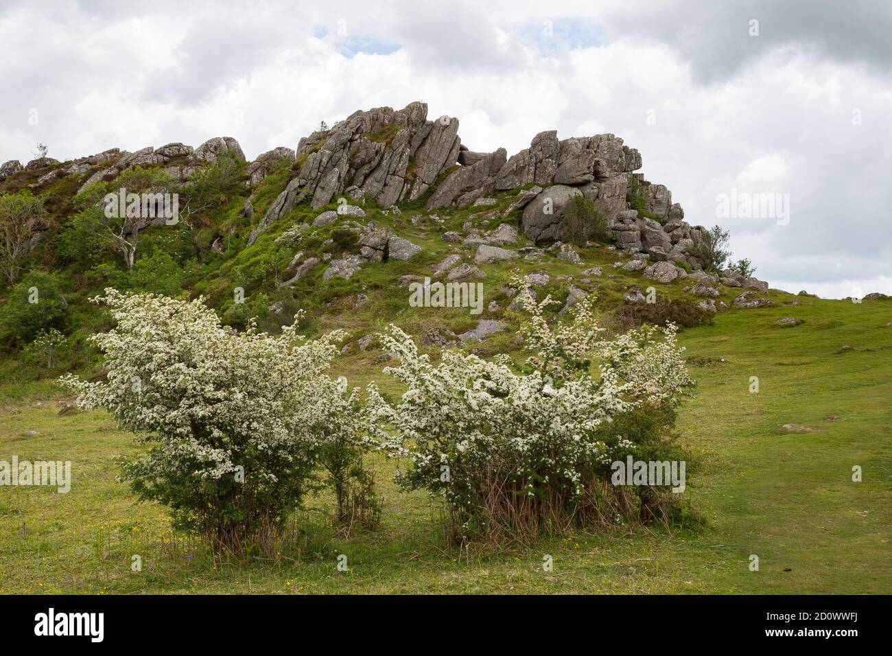 Flowering Hawthorn bushes in front of Greator Rocks, Devon, UK Stock Photo