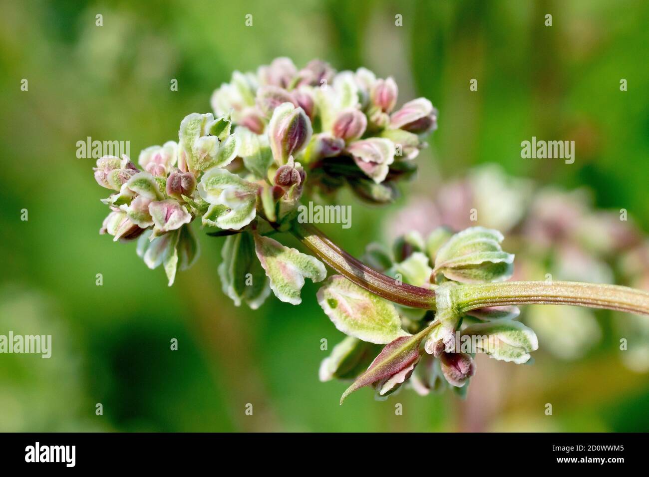 Black Bindweed (bilderdykia convolvulus, polygonum convolvulus or fallopia convolvulus), close up of the unusual looking flowers. Stock Photo