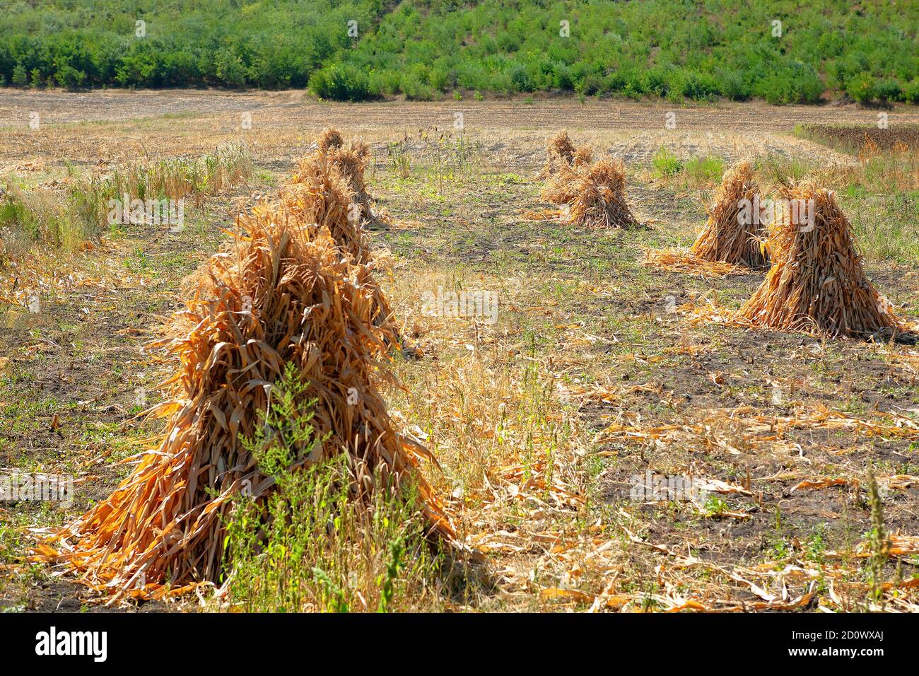 Corn Cornstalk High Resolution Stock Photography and Images Alamy
