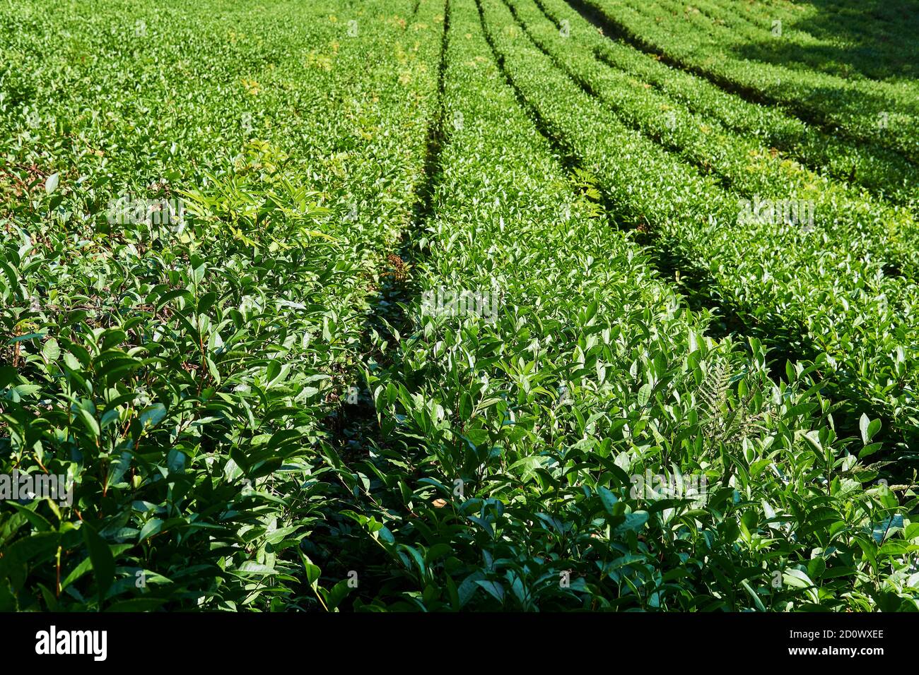 rows of bushes on a tea plantation on a sunny day go into perspective Stock Photo