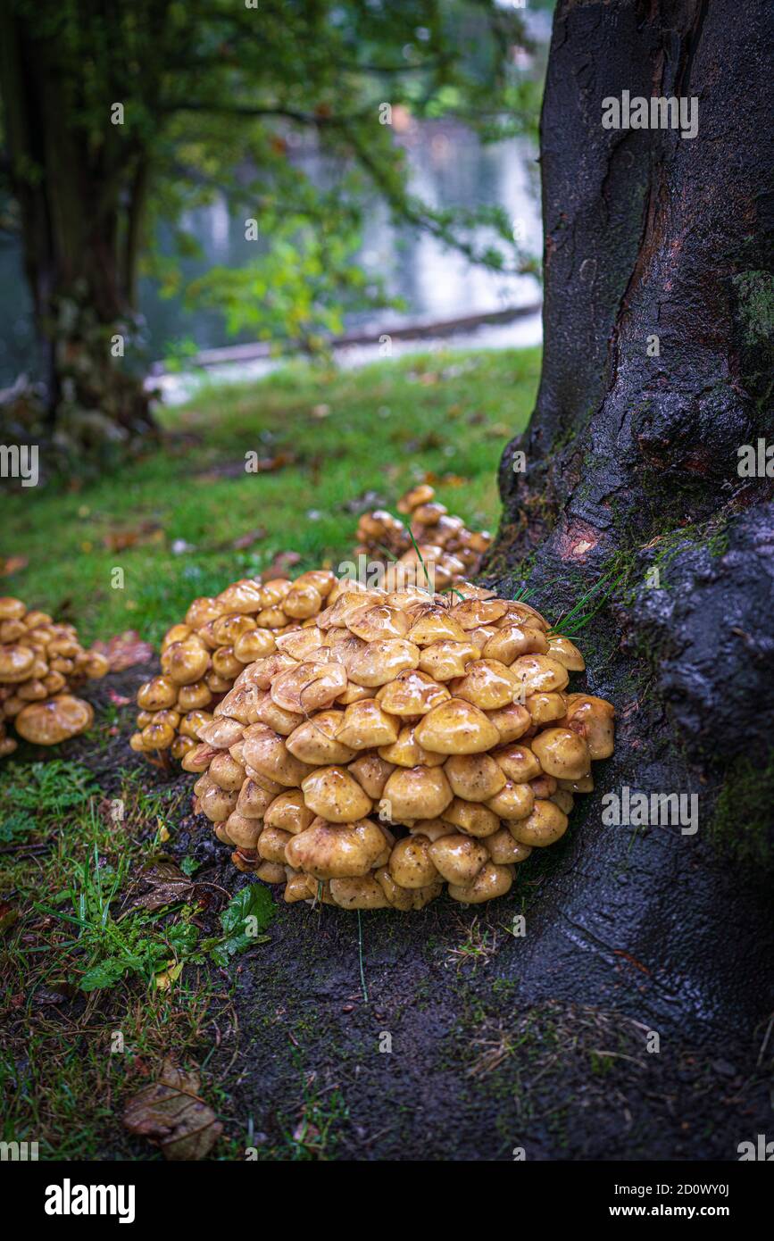 Sulphur Tuft fungi not edible, mushrooms and toadstools, potential for confusion, Autumnal, yellow, yellows, honey-beige-brown  Honey Fungus, roots. Stock Photo