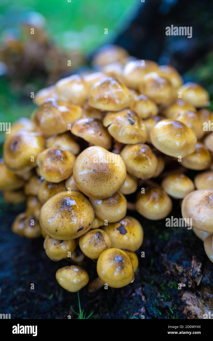 Sulphur Tuft fungi not edible, mushrooms and toadstools, potential for confusion, Autumnal, yellow, yellows, honey-beige-brown  Honey Fungus, roots. Stock Photo