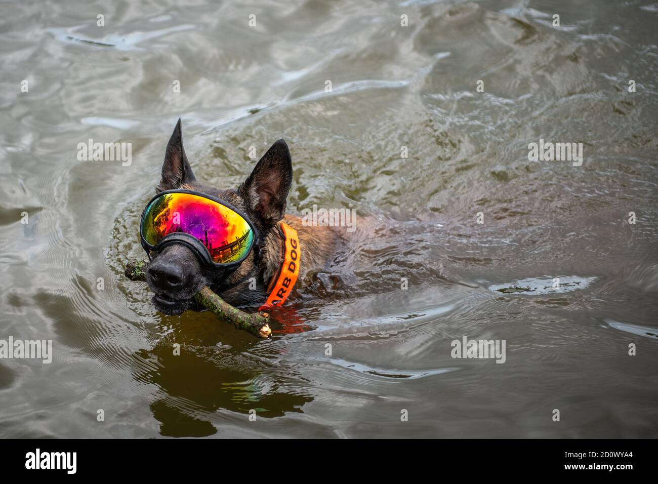 Dog wearing goggles swims in water Aberdeen, Maryland Stock Photo