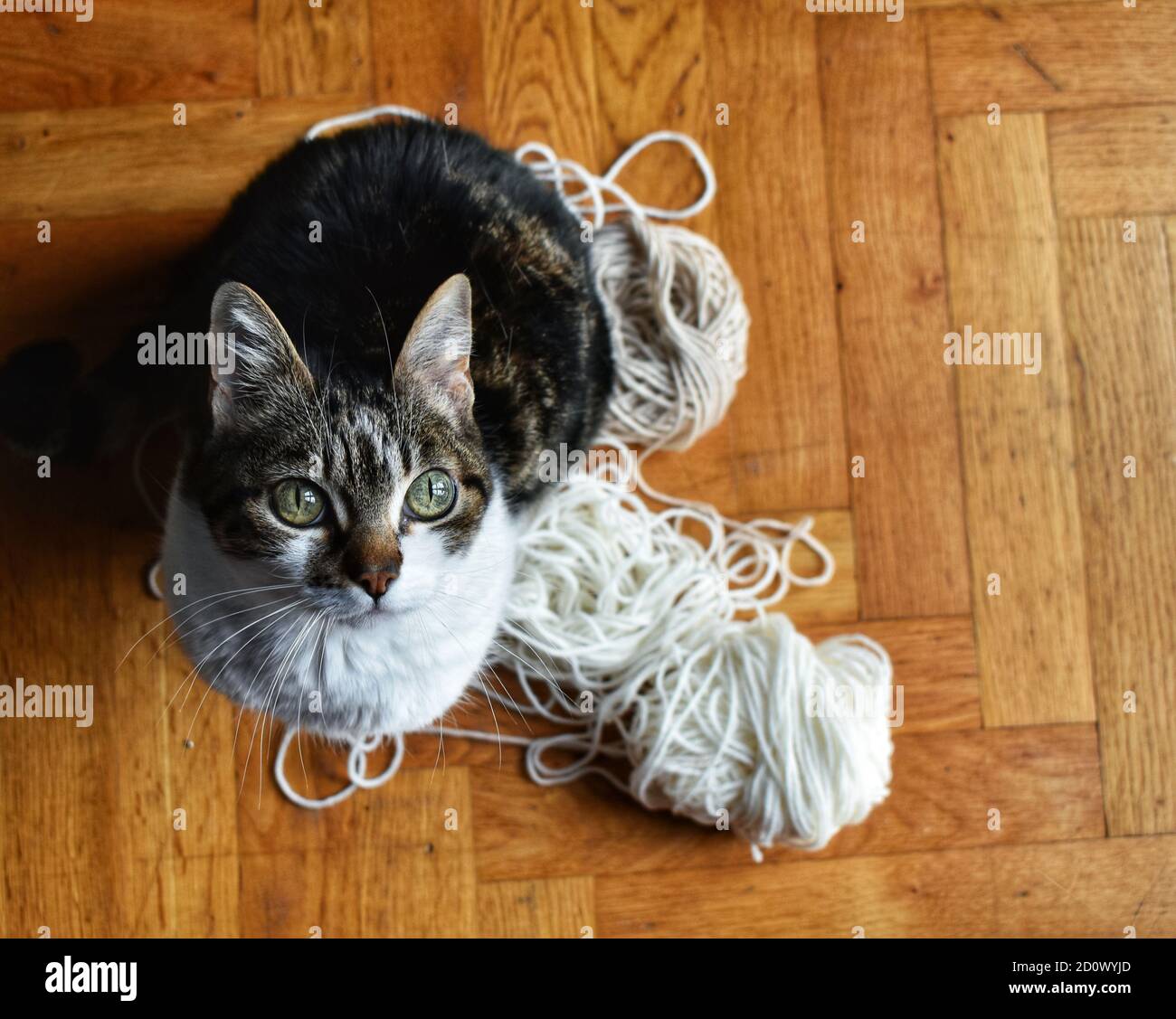 black and white cat in the sun with wool balls on wooden floor cute funny cat playing at home Stock Photo
