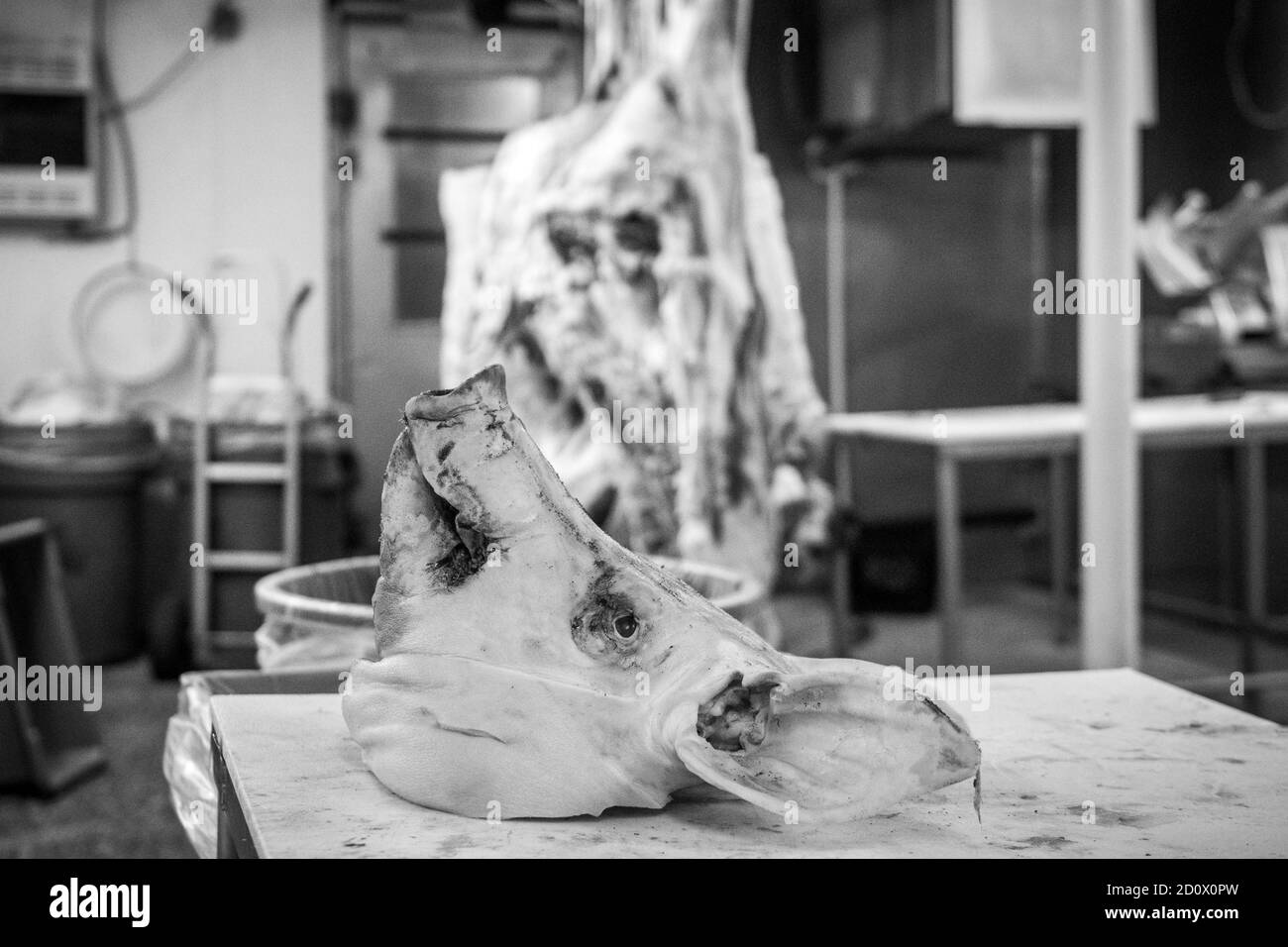 Pig Head at Sudlersville Meat Locker in Maryland Stock Photo