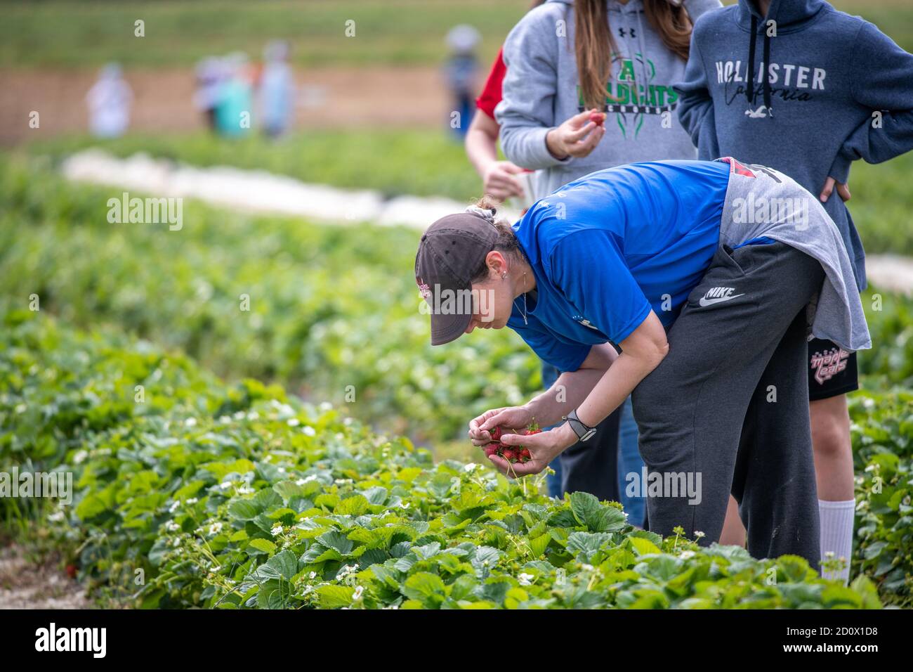 Woman picking strawberries hi-res stock photography and images - Alamy