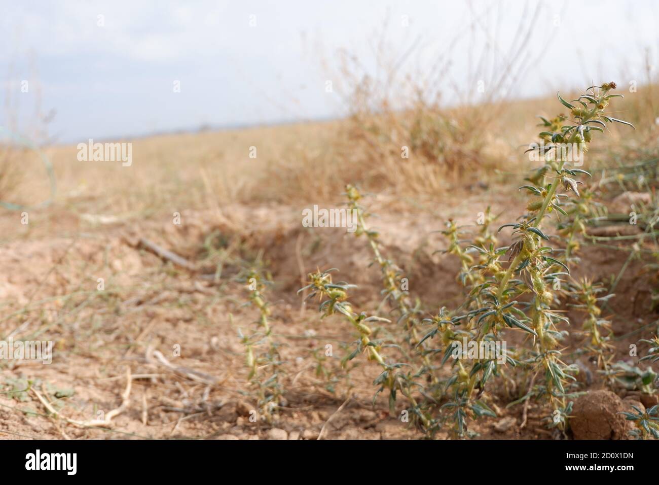 Thorns in the barren land Stock Photo