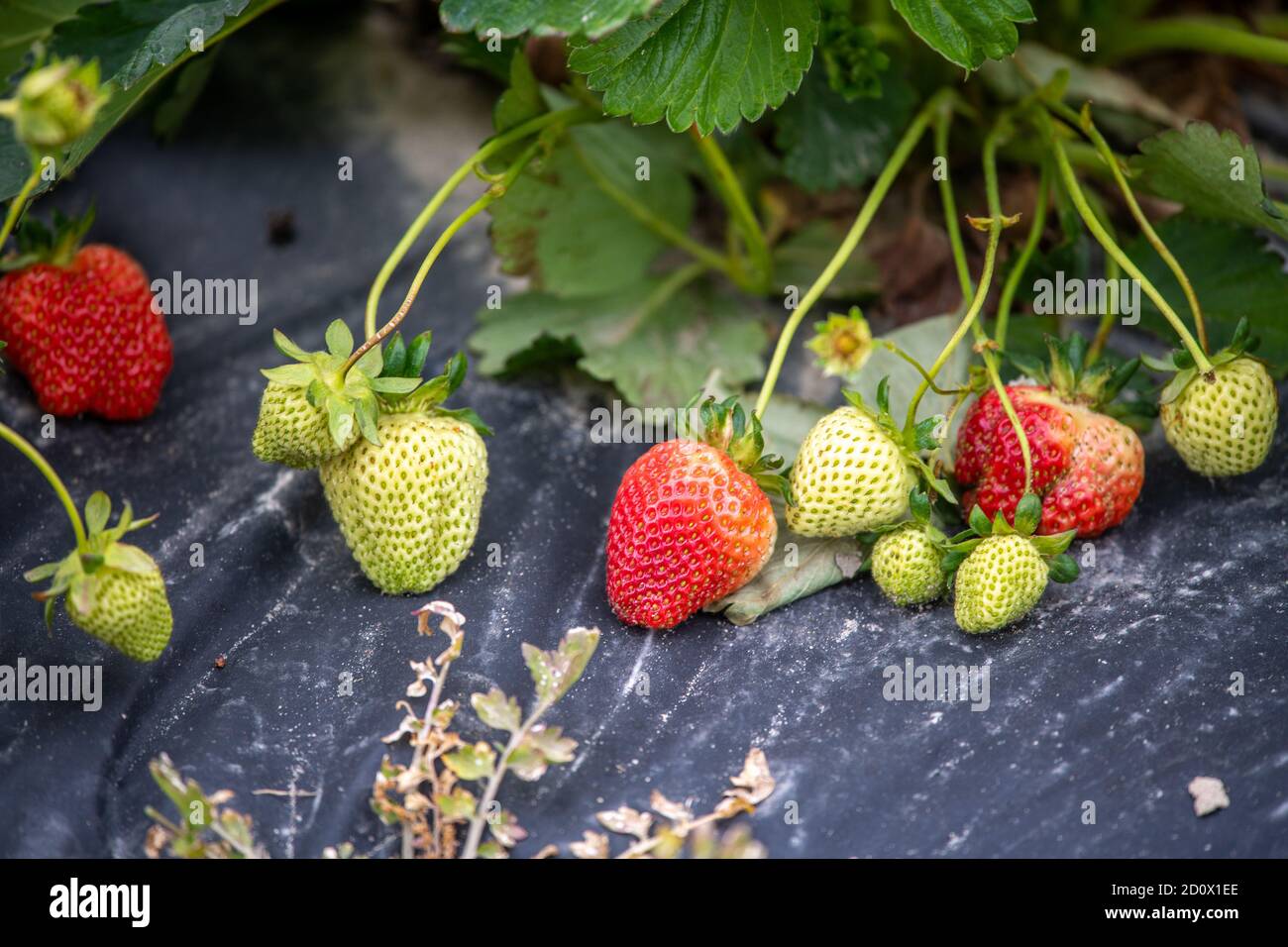Strawberries growing on the vine at pick your own farm, Waldorf