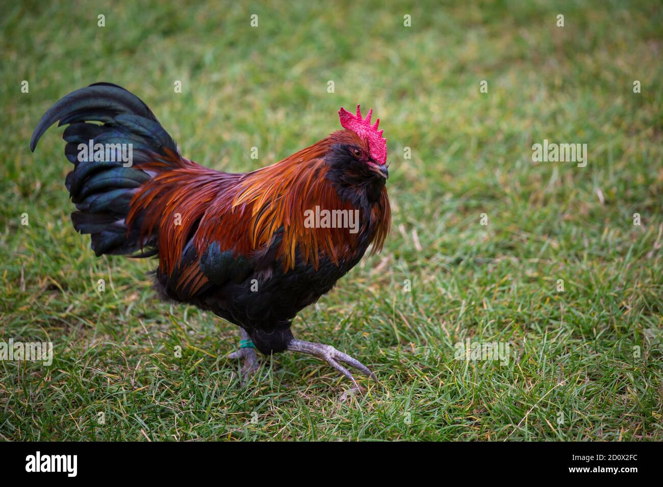 Bantam Thuringian Bearded Chicken rooster (Thüringer Zwerg-Barthuhn), a chicken breed from Germany Stock Photo