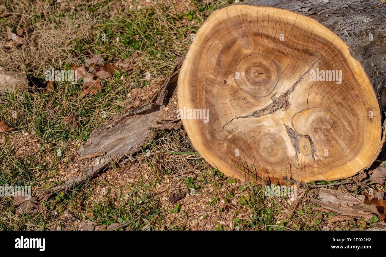 Growth rings on newly cut down tree. Age of tree determined by number of  rings in trunk Stock Photo - Alamy