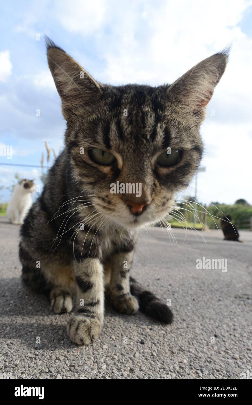 Gatto Isola di Ventotene - Ventotene Island cat Stock Photo
