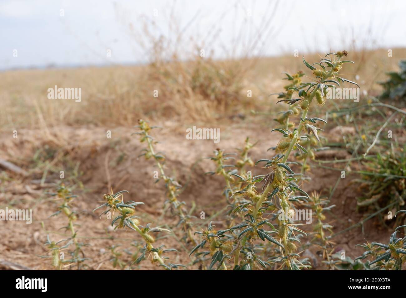 Thorns in the barren land Stock Photo