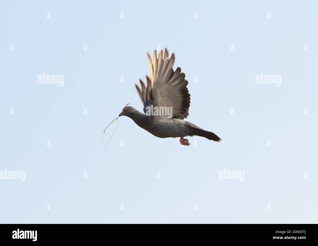 A flying pigeon against a blue sky hold twig for build nest in his beak. Stock Photo