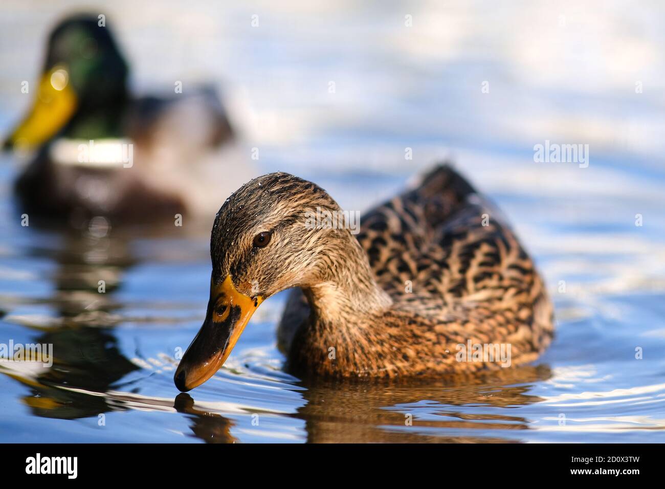 An amazing Mallard duck swims in a lake or river with blue water under a Sunny landscape. Birds and animals in the concept of wild nature Stock Photo