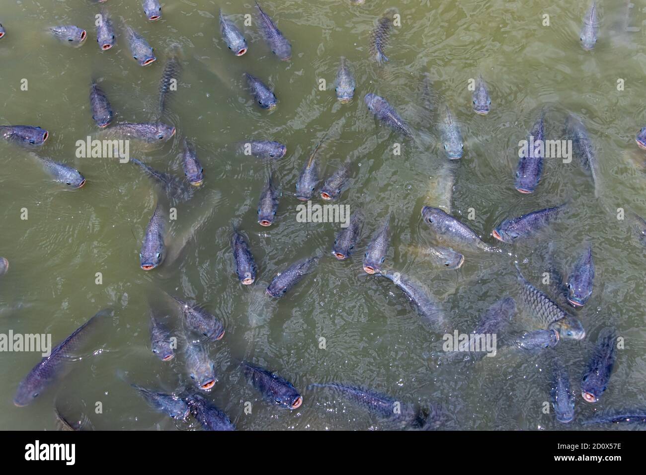 Asian carp jump hi-res stock photography and images - Alamy