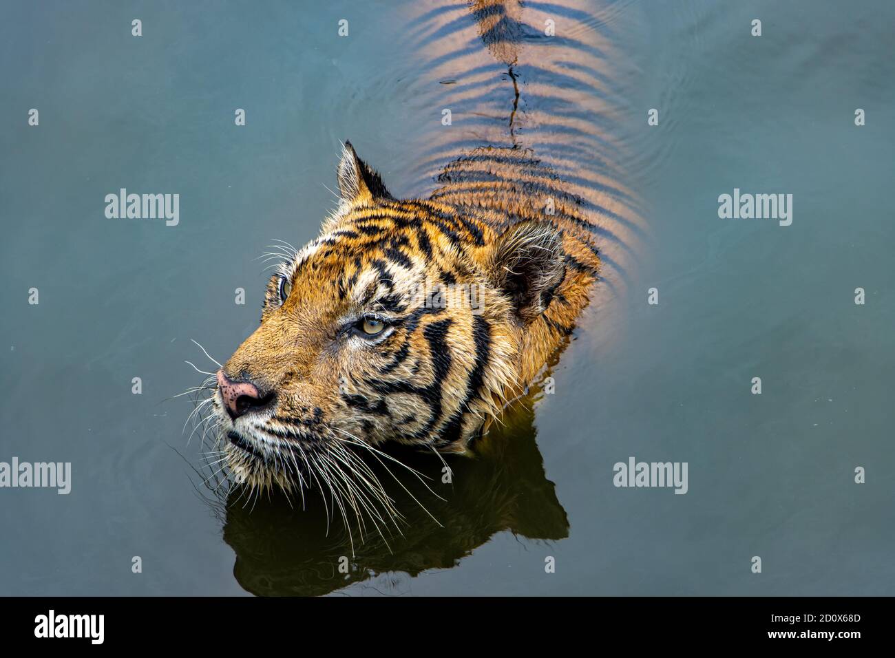 The tiger stands in the water and looks around. Stock Photo