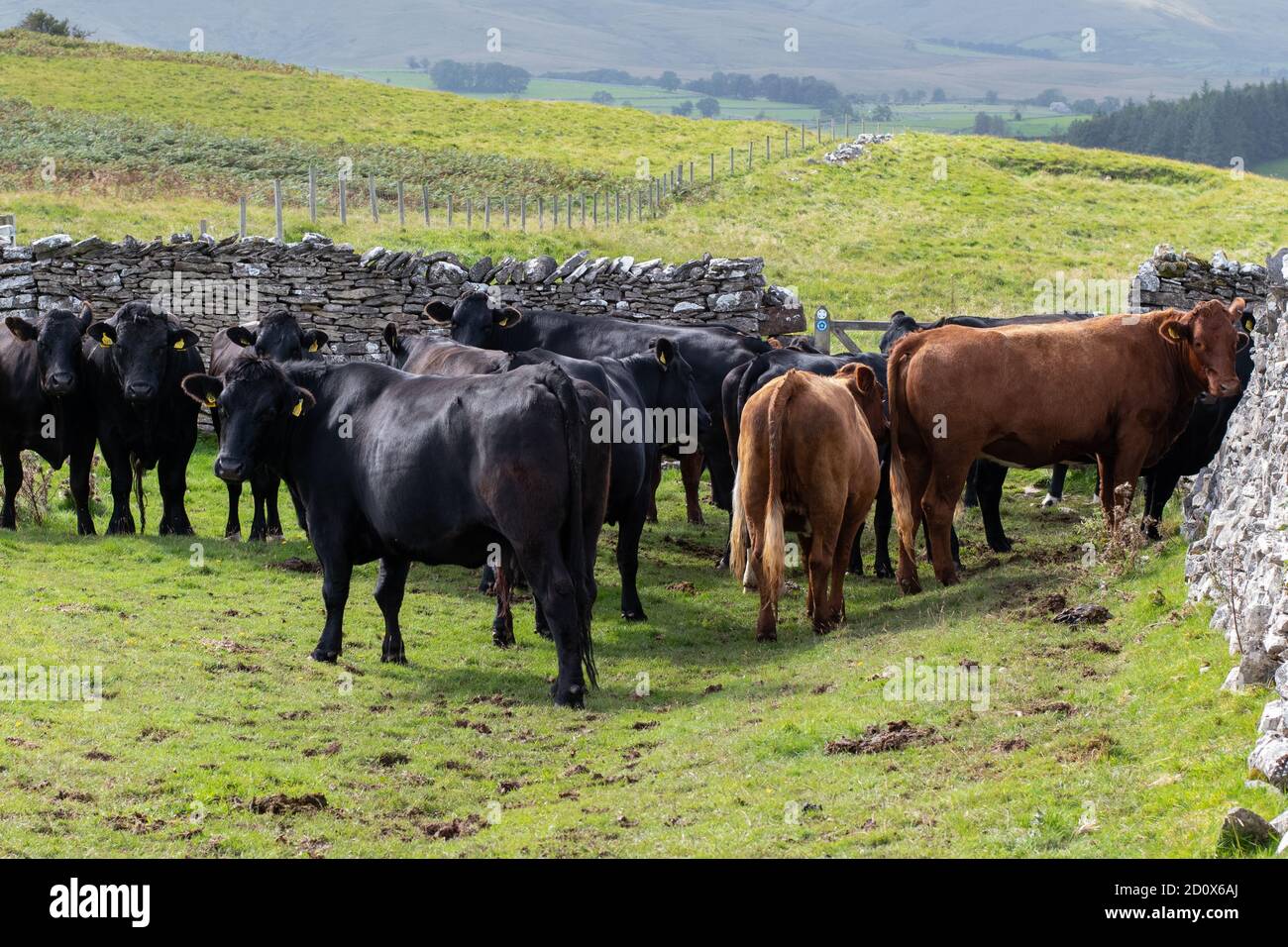 Cows in field gathered around a gate with access to a bridleway used by walkers cyclist and horse riders including on the Coast to Coast Walk, Cumbria Stock Photo