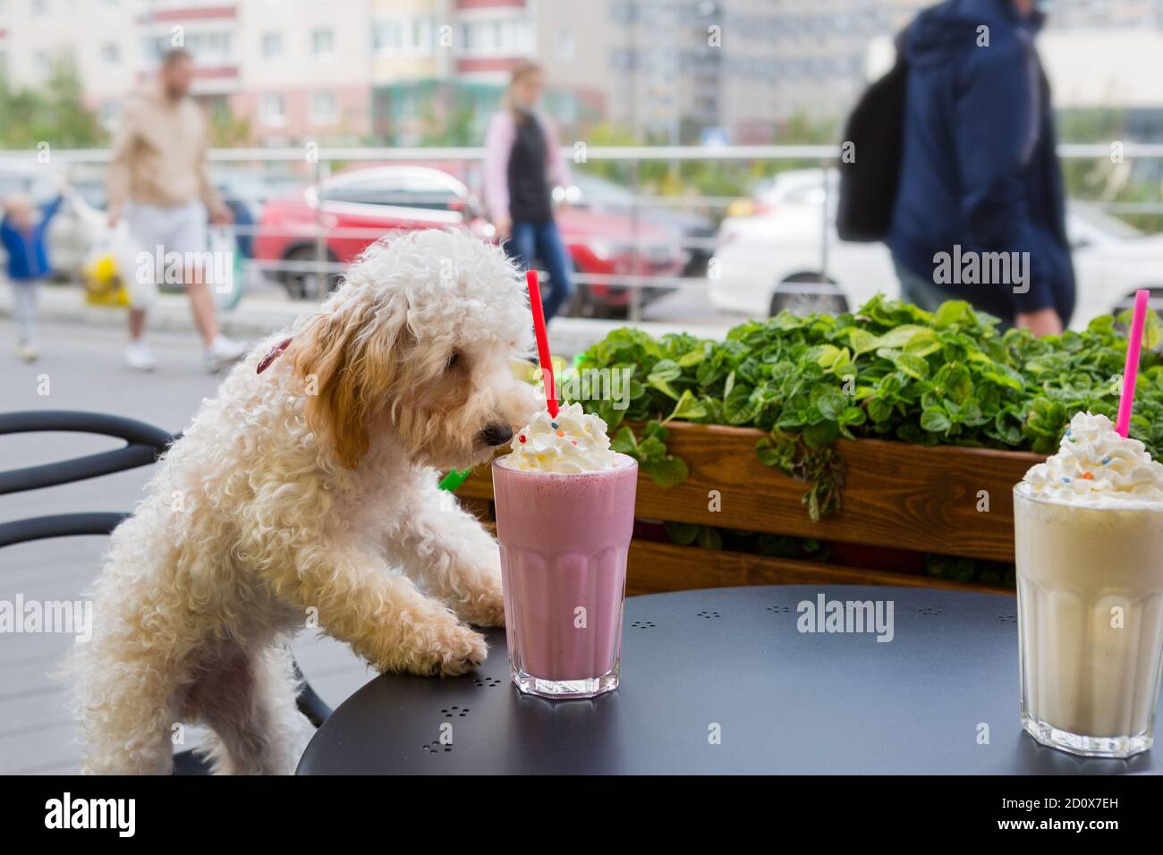 Puppy eating ice cream hi-res stock photography and images - Alamy, image size:1300x956