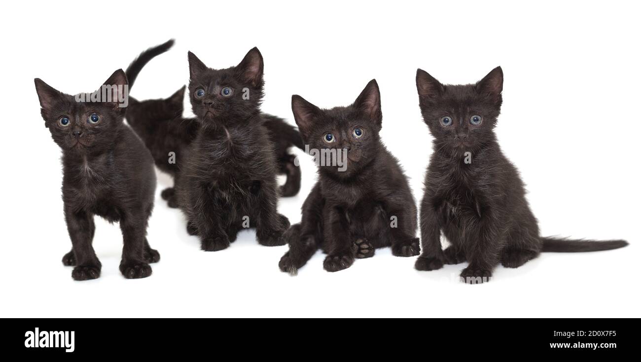 Little black kittens 2025