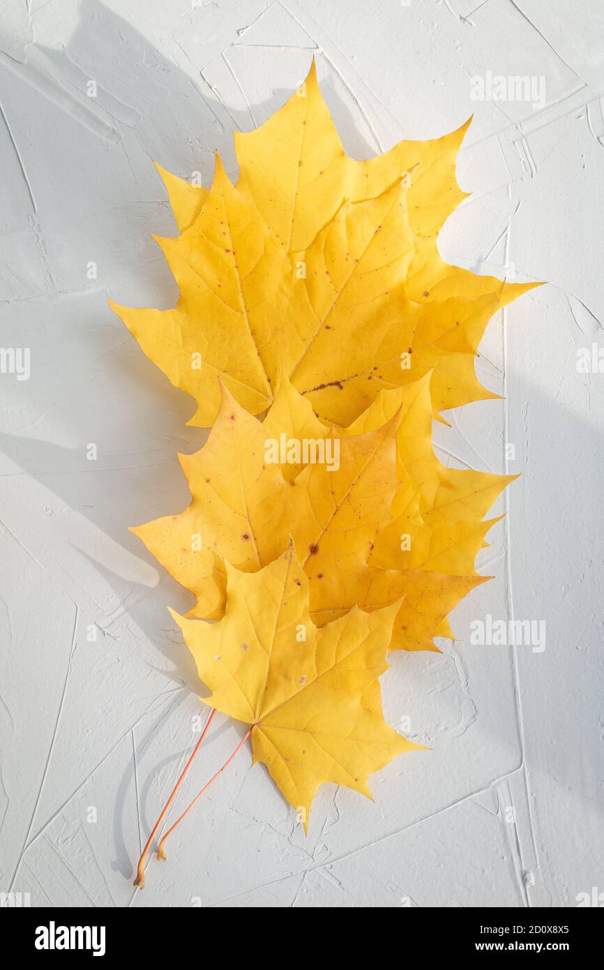 yellow maple leaves on white background Stock Photo - Alamy