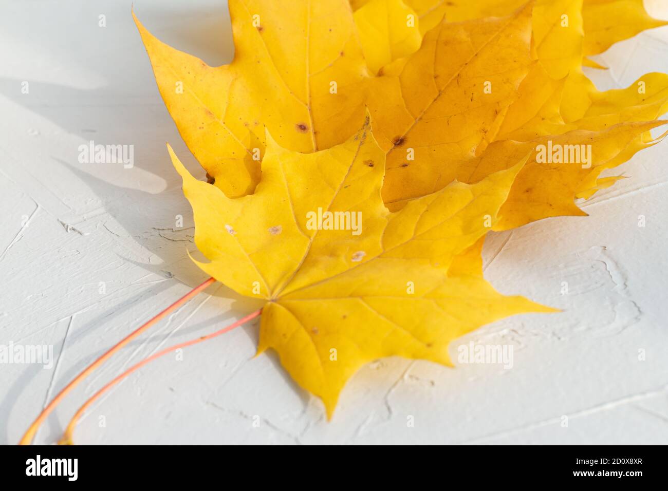 yellow maple leaves on white background Stock Photo - Alamy