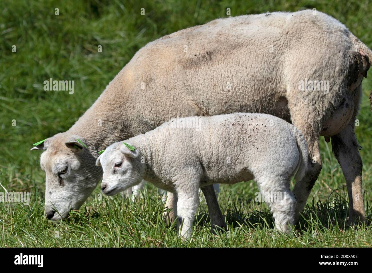 Mother sheep with a little lamb in the spring Stock Photo - Alamy