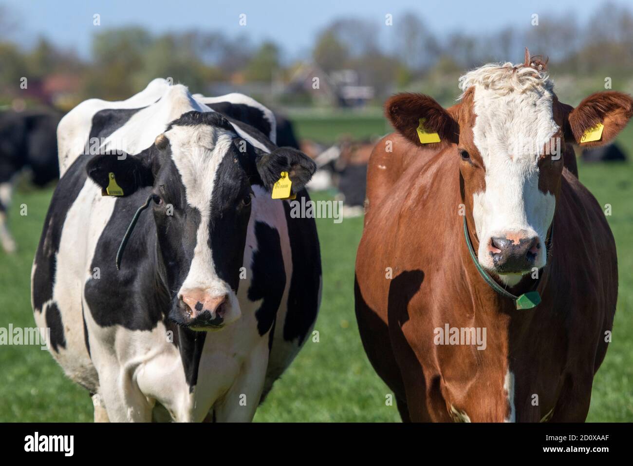 Portrait of a Dutch black, white and brown Holstein cow in the pasture ...
