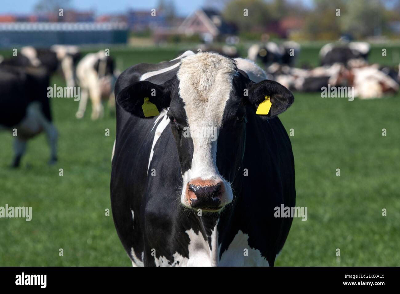Portrait of a Dutch black and white Holstein cow in the pasture Stock ...